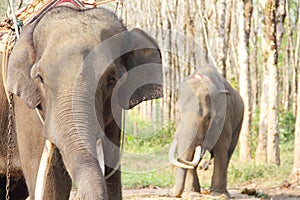 Elephants on rubber tree plantation