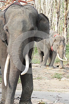 Elephants on rubber tree plantation