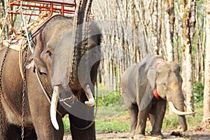Elephants on rubber tree plantation