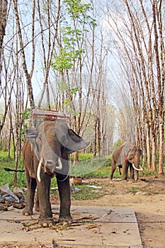 Elephants on rubber tree plantation