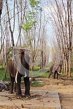 Elephants on rubber tree plantation