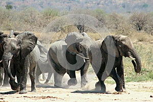 Elephants Run