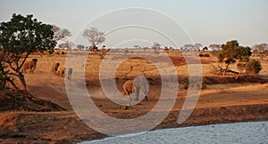 Elephants rushing to drink, Tsavo West NP Kenya Africa