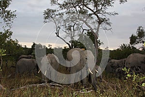 Elephants in the Sabi Sands Private Game Reserve