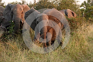 Elephants in the Sabi Sands Private Game Reserve photo