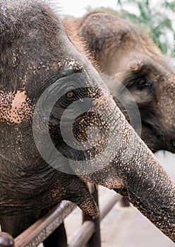 Elephants in safari park in Bali, Indonesia