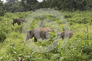 Elephants Safari in Polonnaruwa, Sri Lanka.