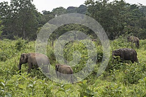 Elephants Safari in Polonnaruwa, Sri Lanka.