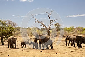 Elephants at Safari Sri Lanka