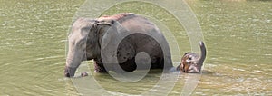 Elephants Sanctuary in Luang Prabang in Laos