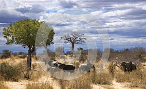 Elephants in savana photo