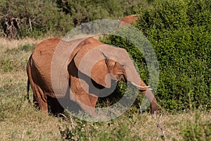 Elephants in the savana