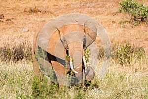 Elephants in the savana