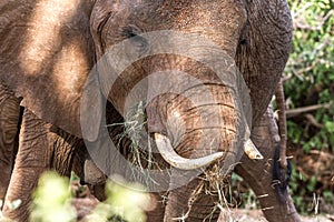 Elephants in the savana