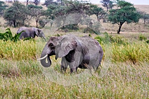 Elephants in savana in tanzania safari tusk