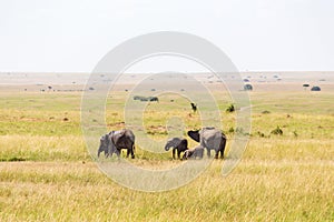 Elephants on the savanna