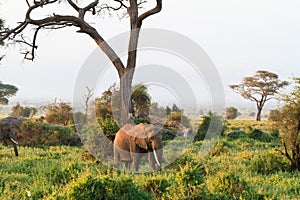 Elephants. Savanna of Amboseli. Kenya, Kilimanjaro mountain.