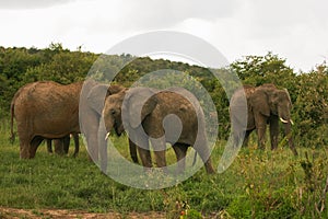 Elephants on the savannah, Masai Mara, Kenya