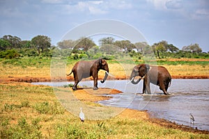 Elephants in the savannah near a water hole