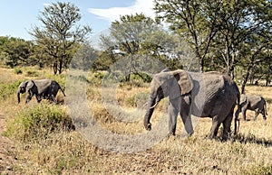 Elephants in the savannah of Tanzania