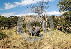 Elephants in the savannah of Tanzania