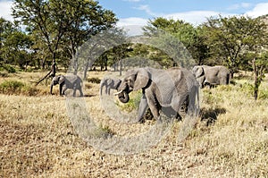 Elephants in the savannah of Tanzania