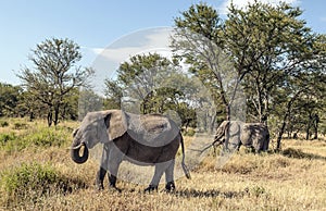 Elephants in the savannah of Tanzania