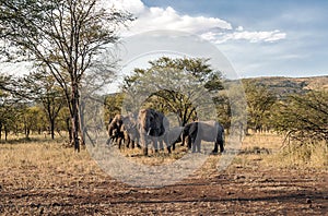 Elephants in the savannah of Tanzania