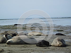 Elephants seal photo