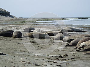 Elephants seal photo