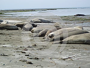 Elephants seal photo