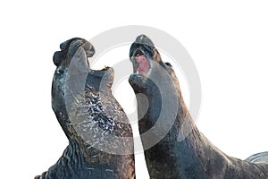 Elephants seal isolated