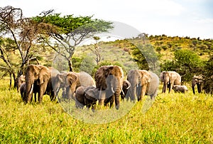 Elephants in the Serengeti