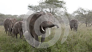 Elephants at the Serengeti National Park