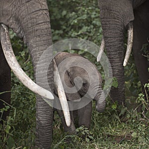 Elephants at the Serengeti National Park