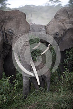 Elephants at the Serengeti National Park