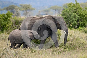 Elephants in Serengeti National Park, Tanzania