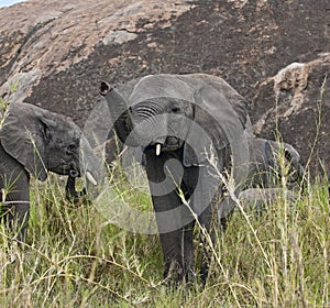 Elephants in Serengeti National Park, Tanzania