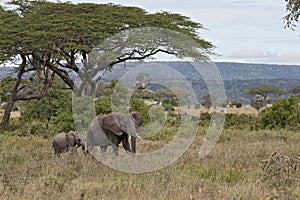 Elephants in Serengeti National Park, Tanzania