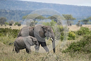 Elephants in Serengeti National Park, Tanzania