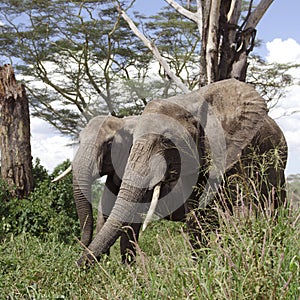 Elephants in Serengeti National Park, Tanzania