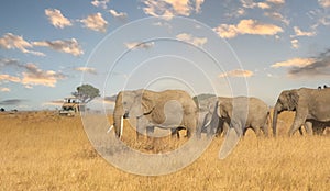 Elephants, Serengeti National Park, Tanzania, Africa