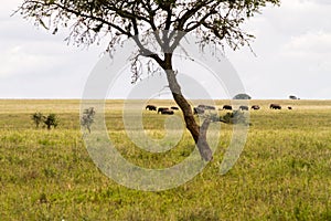 Elephants in Serengeti National Park, Tanzanian