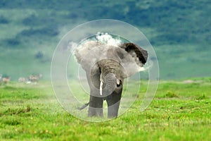 Elephants , Serengeti natural park, Tanzania