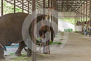 Elephants Shed Stable hospital nursery for care rest home large hall in Lampang Thailand