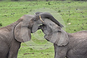 Elephants showing affection with trunks intertwined