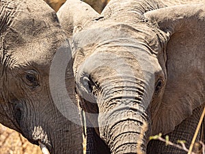 Elephants showing emotion photo