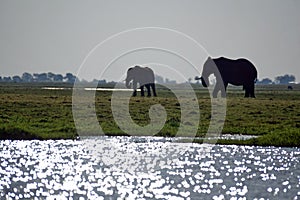 Elephants in silhouette by a river