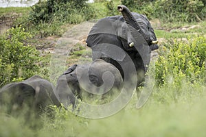 Elephants smelling air after river crossing