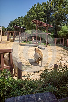 Elephants at Smithsonian National Zoological Park.